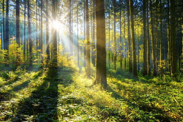 The translation of "Sonne Wald" is "Sun Forest.