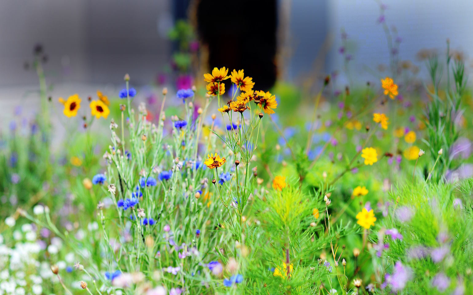 Wildflower meadow on HERMA grounds