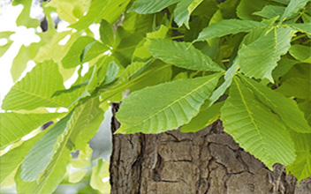 Green leaves of a tree extending over a rough tree trunk.