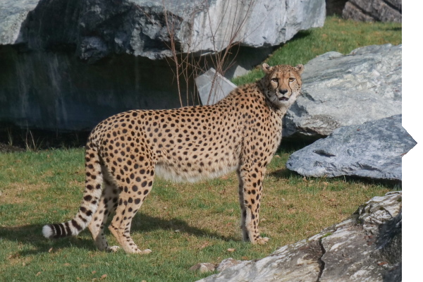 A cheetah stands on a meadow, surrounded by rocks, and looks into the camera. Its spotted coat is clearly visible.