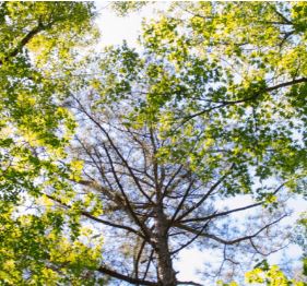 View of the treetops with dense foliage and a clear sky in the background.