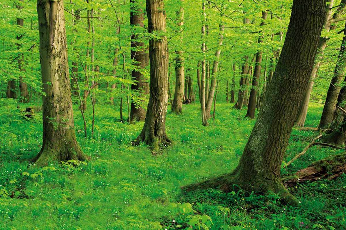 The translation of "Waldweg" is "forest path.