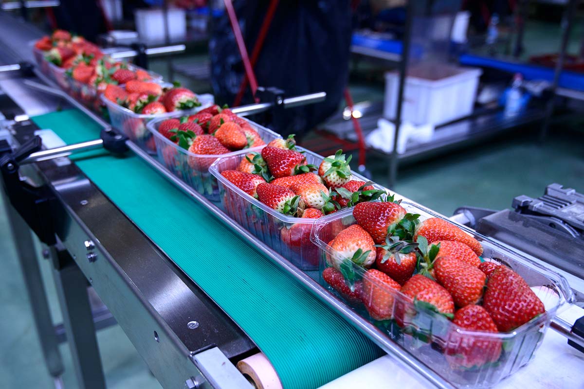 Strawberries in a packaging facility in the food industry.
