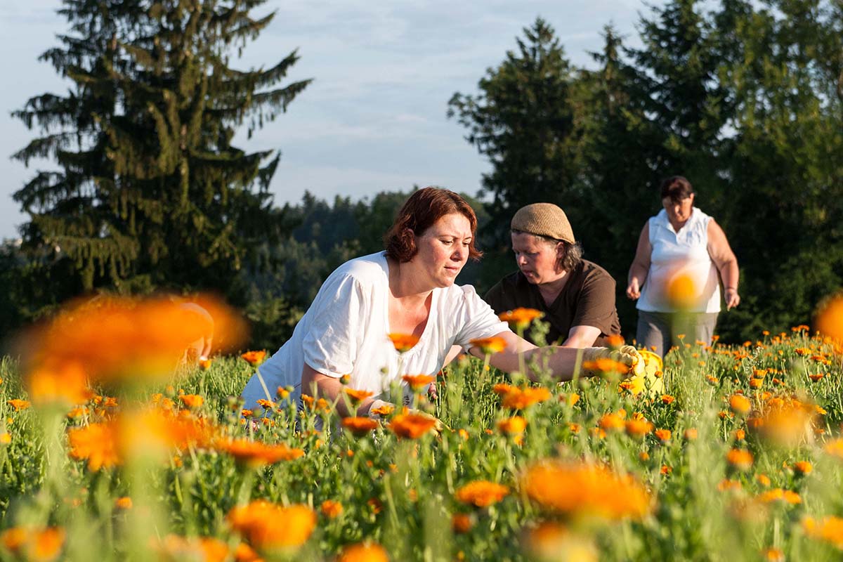 Marigolds in a meadow, being harvested by women for natural cosmetics.