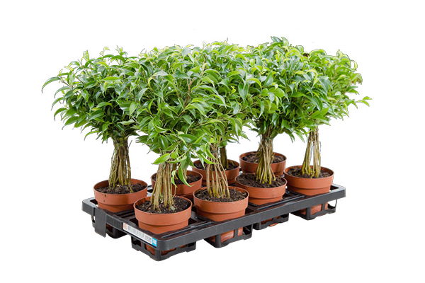 Black reusable tray for plants, perfect for labeling with wash-off stickers.