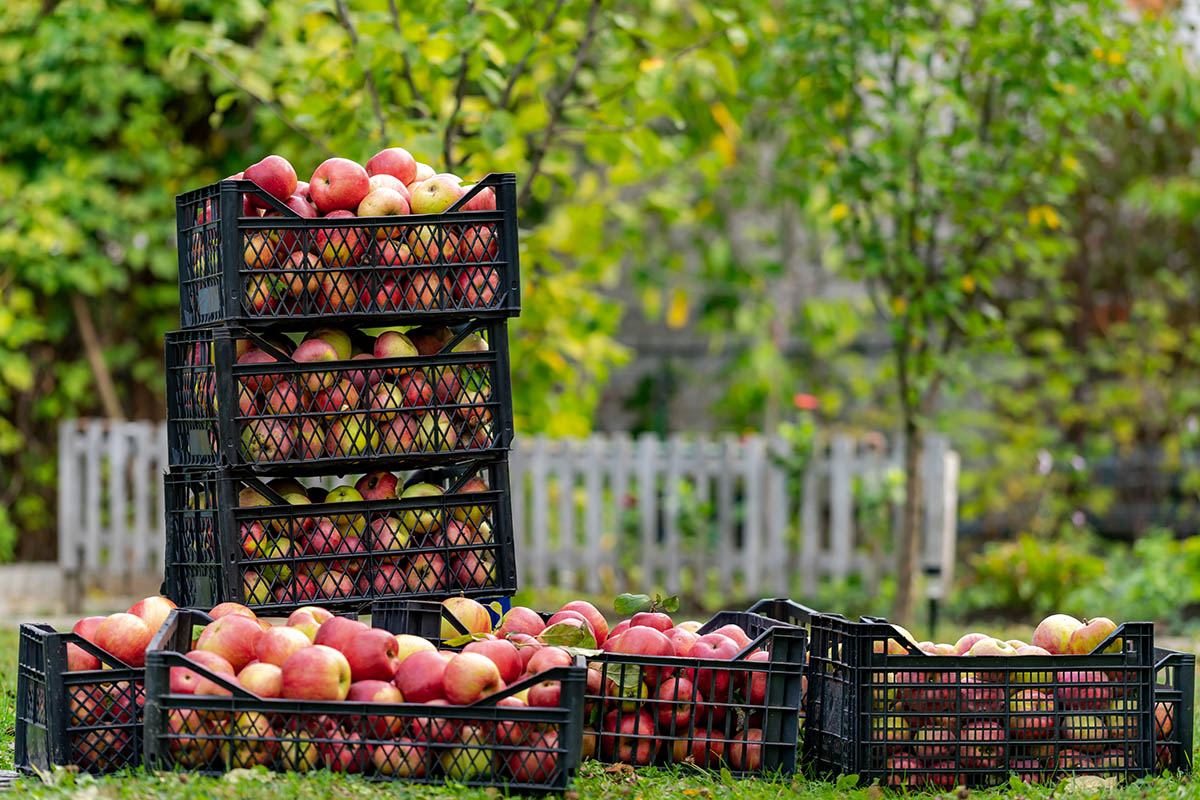 Black reusable containers with apples, ideal for labeling with wash-off labels.
