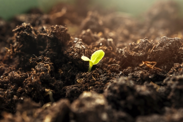 Sustainable Labels: Seedling in Soil, Image Motif for Compostable Labels