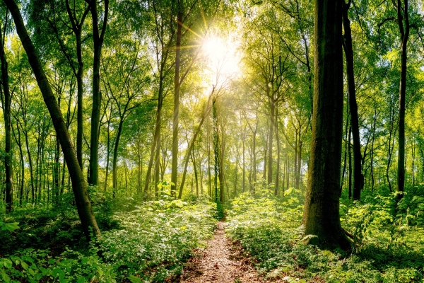 Sustainable Labels: Mixed Forest with Sun Rays, Image Motif for Sustainable Labels