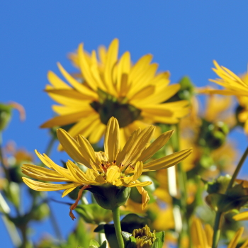 Sustainable Labels: Harvesting the Silphium Plant