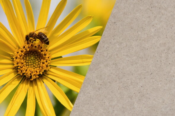 Sustainable Labels: Silphie Plant + Label Design