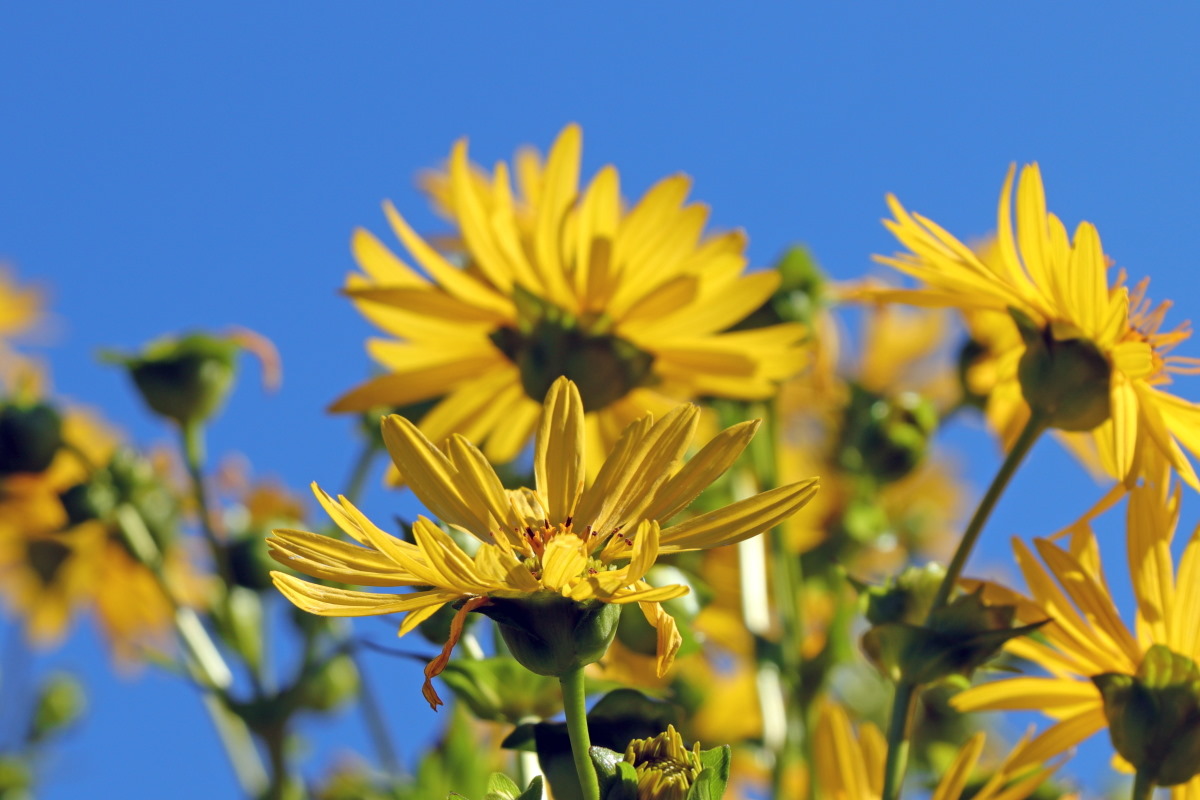 Sustainable Labels: Silphium Plant