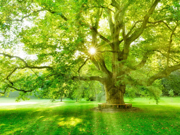 Sustainable Labels: Tree in the Sunshine, Image Motif for Sustainable Labels