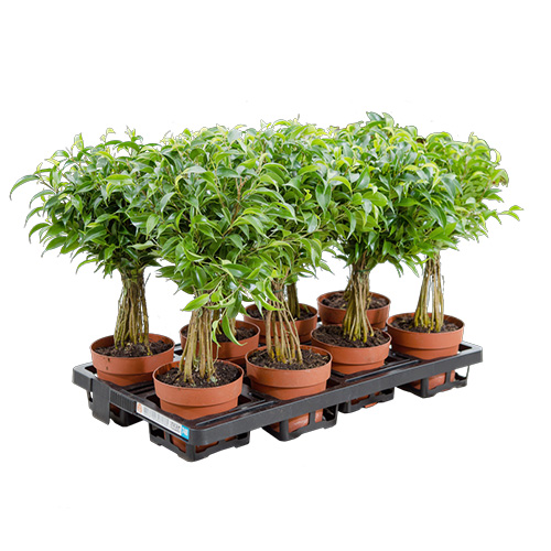 Nine small trees in pots on a pallet, with lush green foliage and sturdy trunks.