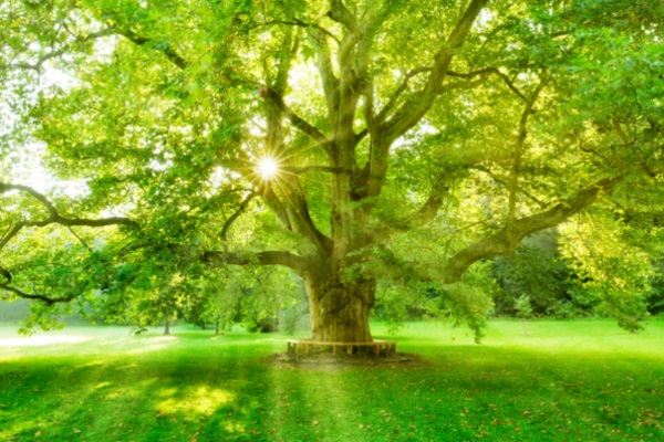A large tree with lush green leaves stands in the sunlight filtering through the foliage, surrounded by a green meadow.