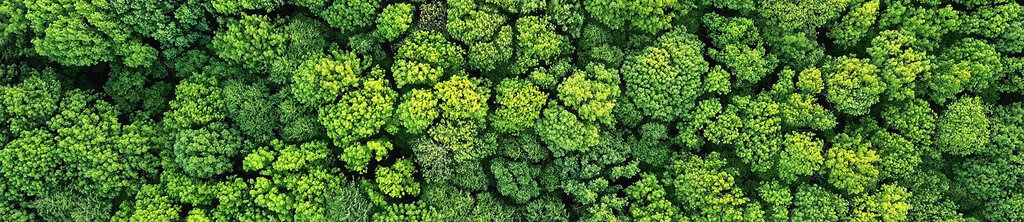 The translation of "Bäume von oben" is "Trees from above.