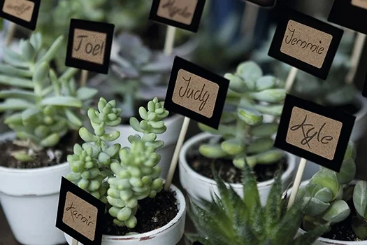 Small plants labeled with handwritten tags.
