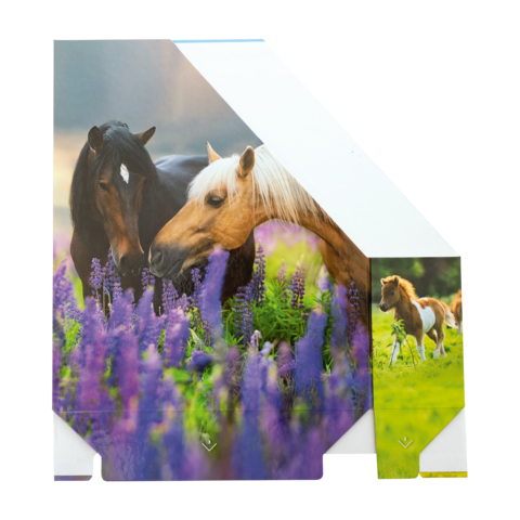 Zwei Pferde stehen in einem Feld mit lila Blumen. Eines der Pferde hat eine helle Mähne, das andere ist dunkel.