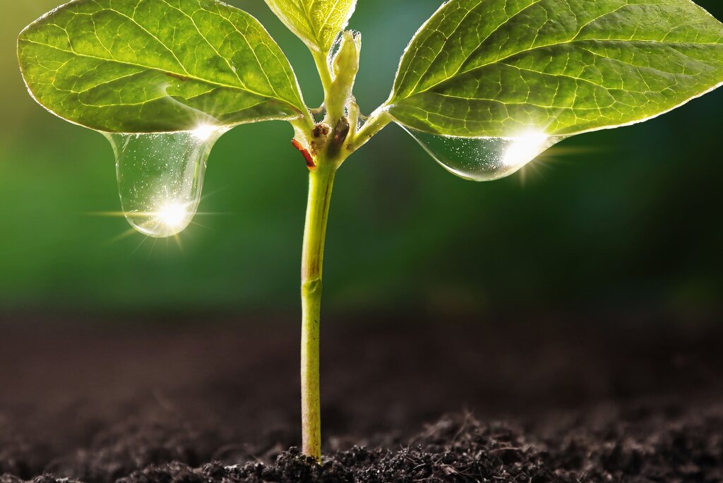 The translation of "Pflanze in der Erde" is "Plant in the ground.