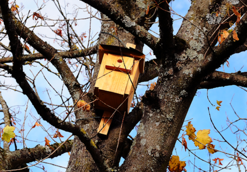 A wooden birdhouse hangs on a tree, surrounded by branches and autumn leaves. The sky is partly cloudy.