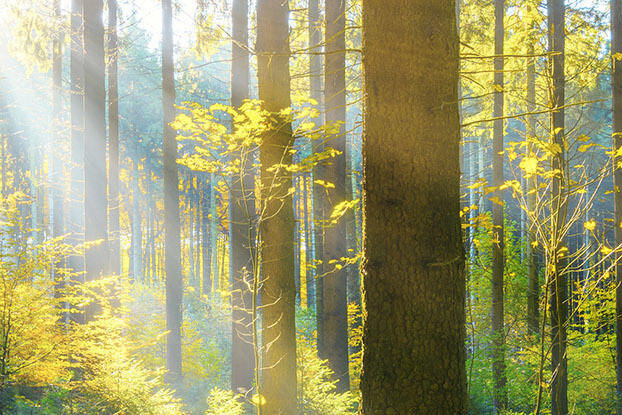 Rays of light filter through a dense forest filled with green trees and fresh leaves, illuminating the surroundings.