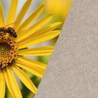 Sustainable Labels: Silphium Plant + Label Design