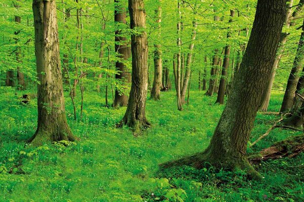 Thick, green forest with tall trees and lush undergrowth covering the ground. Light filters through the canopy.