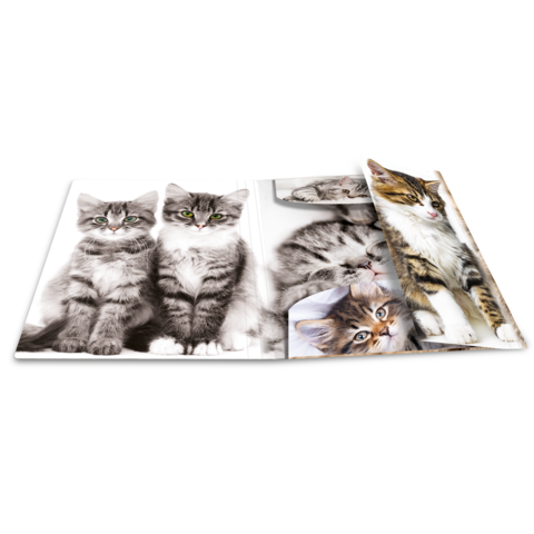 Ein aufgeschlagenes Buch mit mehreren Bildern von Katzen, darunter zwei graue Kätzchen und verschiedene andere Katzenporträts.