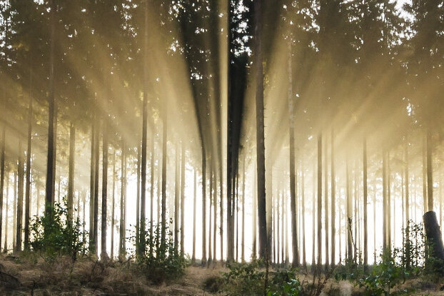 Coniferous forest with sunlight streaming through. This is where the raw material for FSC-certified HERMA labels comes from, in landscape format.