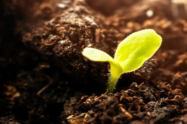 Seedling in soil, image motif for compostable labels, landscape format.