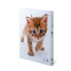 A small striped kitten with big blue eyes is running on a white background.