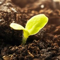 Sustainable Labels: Seedling in Soil, Image Motif for Compostable Labels