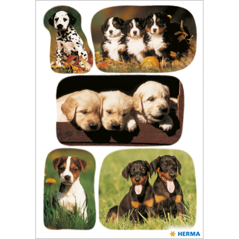 Verschiedene Hunderassen in Gruppen: ein Dalmatiner, drei Welpen, zwei Labrador-Welpen, ein Jack Russell und zwei Dobermann-Welpen.