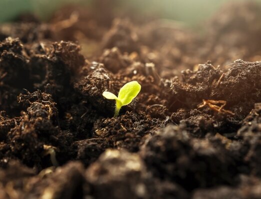 Sustainable Labels: Seedling in Soil, Image Motif for Compostable Labels
