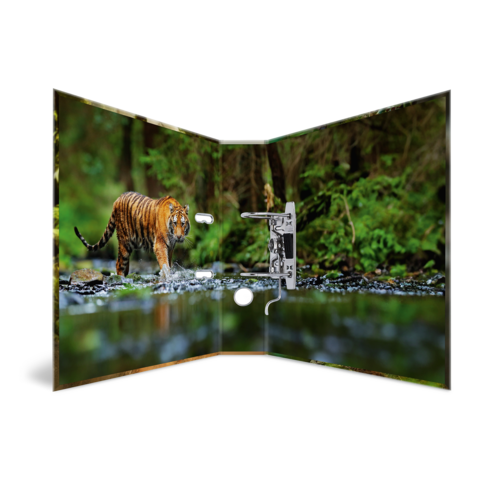 A tiger walks through a body of water in a forest, surrounded by lush greenery and trees.