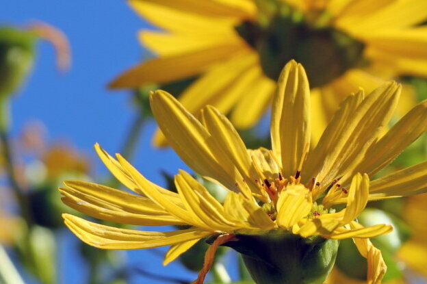 Sustainable Labels: Silphium Plants, Landscape Format