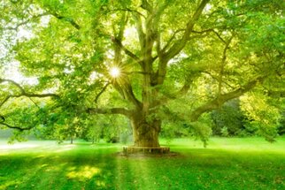 A large tree with lush green leaves stands in the sunlight filtering through the foliage, surrounded by a green meadow.