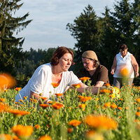 Marigolds in a meadow, harvested by women for natural cosmetics.