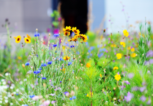 Colorful wildflowers in a garden, including sunflowers, blue and yellow blooms, surrounded by green foliage.