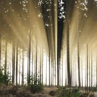 Coniferous forest with sunbeams. This is where the raw material for FSC-certified HERMA labels comes from.