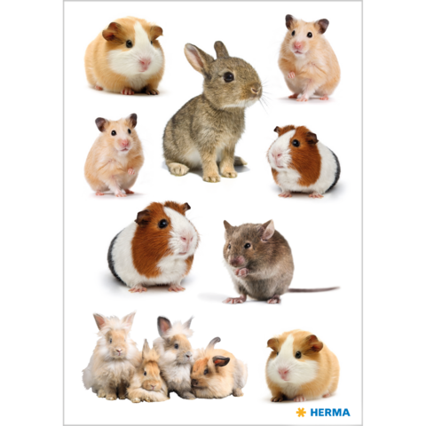 Mehrere kleine Haustiere, darunter Meerschweinchen, Kaninchen und Hamster, in verschiedenen Posen und Farben auf einem weißen Hintergrund.