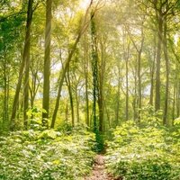 Sustainable Labels: Mixed Forest with Sun Rays, Image Motif for Sustainable Labels