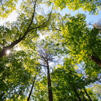 The translation of "Baumkrone" is "tree crown.