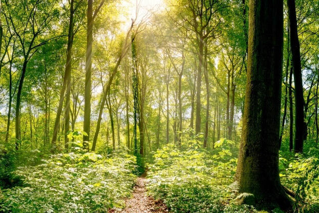 Mixed forest with sunlight, image motif for sustainable labels, landscape format.