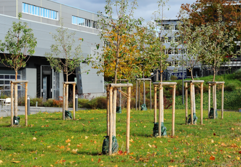 Young trees stand in a well-maintained garden, supported by wooden posts. In the background, modern buildings can be seen.
