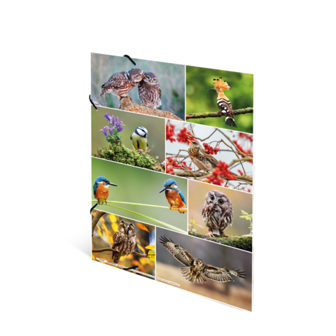 Eine Collage von Vögeln, darunter Eulen, Eisvögel und andere Arten, die in verschiedenen natürlichen Umgebungen abgebildet sind.